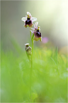 Norman´s Ragwurz (Ophrys normanii)
