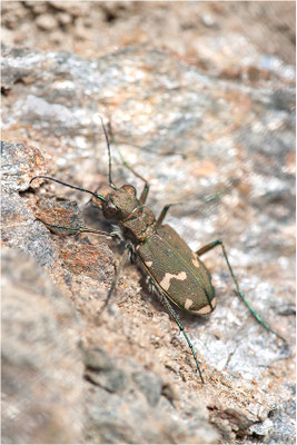 Berg-Sandlaufkäfer (Cicindela silvicola), Schweiz, Kanton Wallis