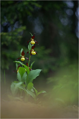Gelber Frauenschuh (Cypripedium calceolus), Schweden, Jämtlands län