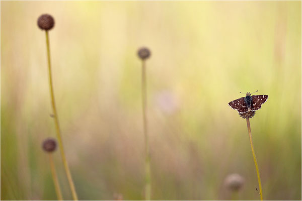 Roter Würfel-Dickkopffalter (Spialia sertorius), Frankreich, Ardèche