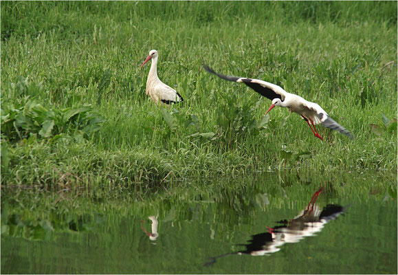 Weißstorch (Ciconia ciconia), Deutschland, Baden-Württemberg
