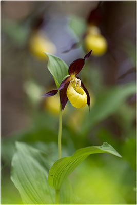 Gelber Frauenschuh (Cypripedium calceolus), Schweden, Gotland