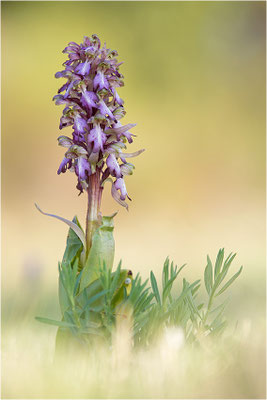 Riesen-Knabenkraut (Himantoglossum robertianum), Provence, Frankreich