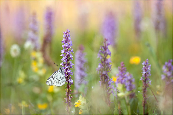 Baumweißling (Aporia crataegi), Schweiz, Wallis