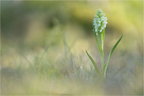 Strohgelbe Fingerwurz (Dactylorhiza ochroleuca), Schweden, Gotland