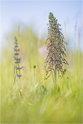 Bocks-Riemenzunge (Himantoglossum hircinum), Alsace, Frankreich