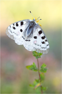 Roter Apollo (Parnassius apollo nivatus), Frankreich, Jura