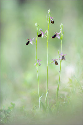 Drôme-Ragwurz (Ophrys drumana), Frankreich, Dep. Isere