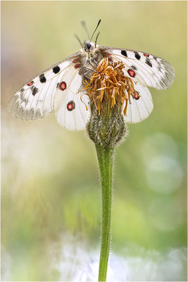 Hochalpen-Apollo (Parnassius phoebus), Italien, Region Aostatal