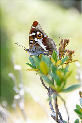 Großer Schillerfalter (Apatura iris), Männchen, Österreich, Tirol