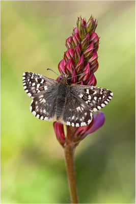 Kleiner Südlicher Würfel-Dickkopffalter (Pyrgus malvoides), Schweiz, Wallis