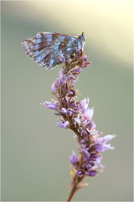 Ähnlicher Perlmuttfalter (Boloria napaea), Italien, Region Aostatal, 2000m