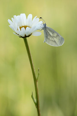 Tintenfleck-Weißling (Leptidea sinapis bzw. juvernica), Männchen, Deutschland, Baden-Württemberg