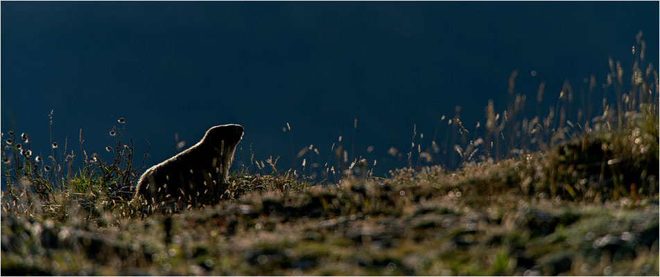 Alpenmurmeltier (Marmota marmota), Frankreich, Dep. Savoie