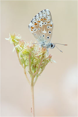 Spanischer Bläuling (Polyommatus hispana), Männchen, Spanien, Pyrenäen, Prov. Lleida