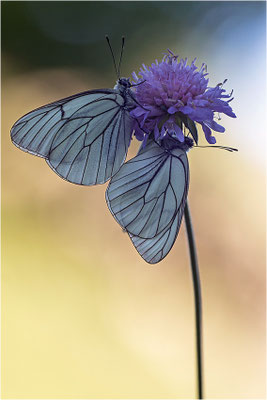 Baumweißling (Aporia crataegi), Italien, Region Aostatal, 1400m
