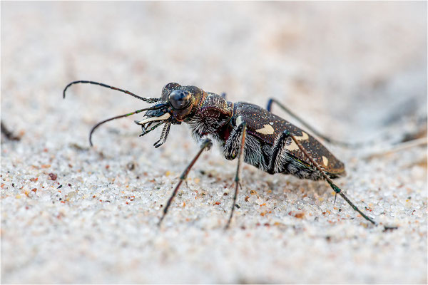 Heide-Sandlaufkäfer (Cicindela sylvatica), Schweden, Farö