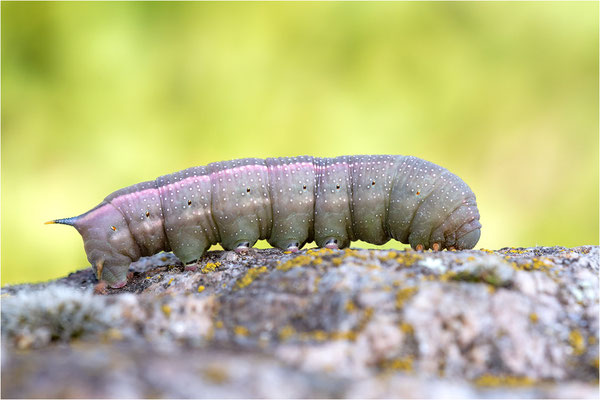 Taubenschwänzchen