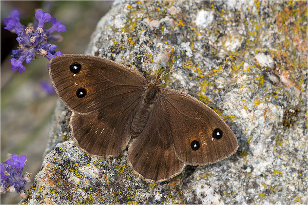 Weißkernauge (Satyrus ferula), Weibchen, Italien, Piemont