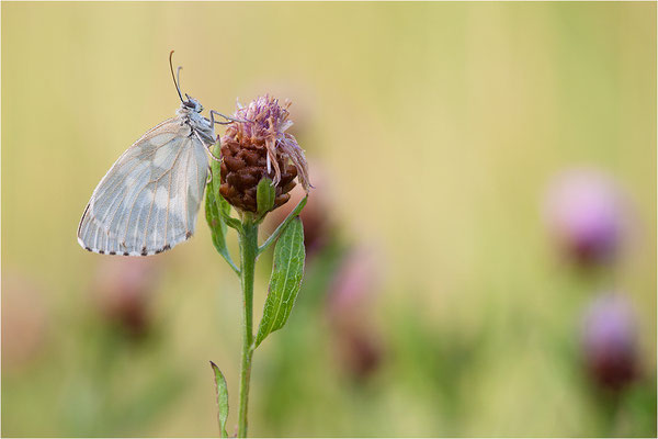 Schachbrettfalter (Melanargia galathea f. leucomelas), Weibchen, Frankreich, Ardèche