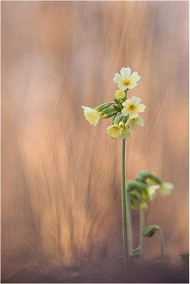Hohe Schlüsselblume (Primula elatior), Deutschland, Baden-Württemberg