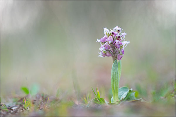 Milchweißes Knabenkraut (Neotinea lactea), Dep. Var, Frankreich