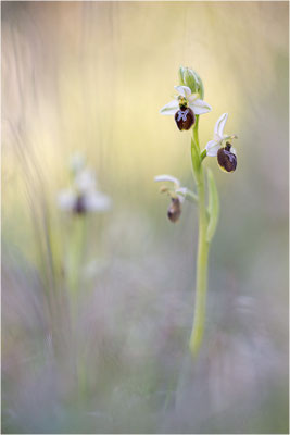 Ophrys splendida, Var