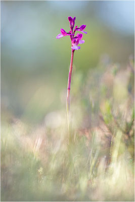 Anacamptis ×gennarii - Hybride aus Schmetterlings-Hundswurz (Anacamptis papilionacea) und Kleiner Hundswurz (Anacamptis morio picta),, Dep. Var, Frankreich