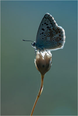 Spanischer Bläuling (Polyommatus hispana), Männchen, Spanien, Pyrenäen, Prov. Lleida