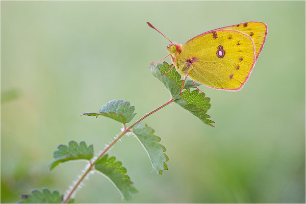 Hufeisenklee-Gelbling/Goldene Acht (Colias alfacariensis/Colias hyale), Frankreich, Alsace