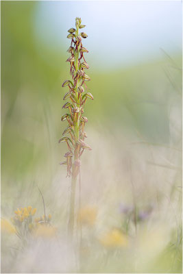 Ohnsporn (Orchis anthropophora), Frankreich, Drôme