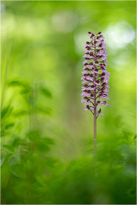 Purpur-Knabenkraut (Orchis purpurea), Deutschland, Baden-Württemberg