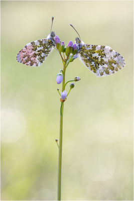 Aurorafalter (Anthocharis cardamines), Paar, Deutschland, Baden-Württemberg