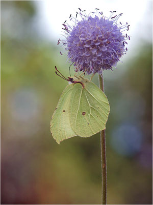 Zitronenfalter (Gonepteryx rhamni), Männchen, Schweden, Dalsland