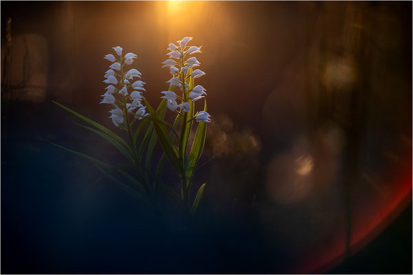 Schwertblättriges Waldvöglein (Cephalanthera longifolia), Schweden,  Farö