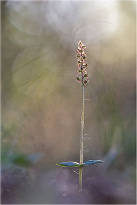 Kleines Zweiblatt (Listera cordata), Gotland, Schweden