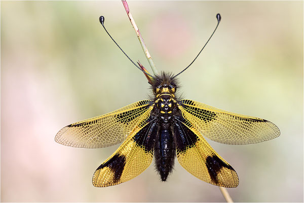 Langfühleriger Schmetterlingshaft (Libelloides longicornis), Weibchen, Italien, Region Aostatal