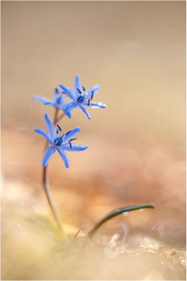 Zweiblättriger Blaustern (Scilla bifolia), Deutschland, Baden-Württemberg