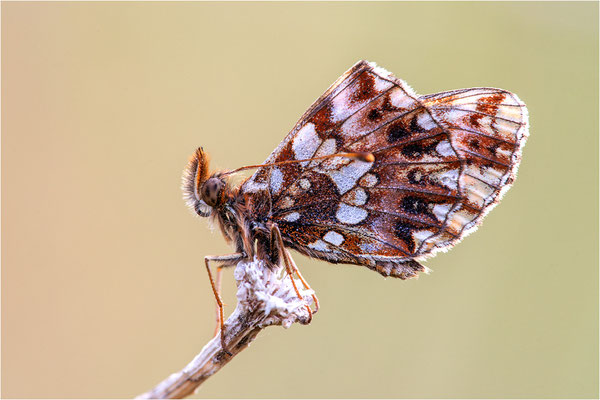 Magerrasen-Perlmuttfalter (Boloria dia), Frankreich, Isere