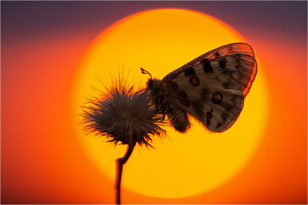 Roter Apollo (Parnassius apollo nivatus), Frankreich, Dep. Jura