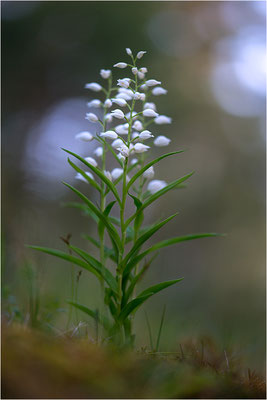 Schwertblättriges Waldvöglein (Cephalanthera longifolia), Schweden,  Farö