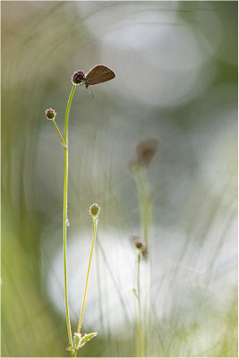 Dunkler Wiesenknopf-Ameisenbläuling (Phengaris nausithous), Deutschland, Baden-Württemberg