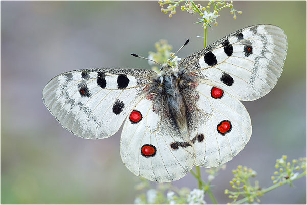 Roter Apollo (Parnassius apollo venaissimus), Frankreich, Dep. Vaucluse