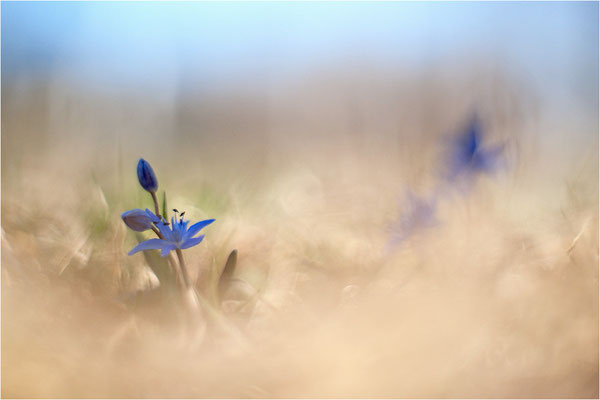 Zweiblättriger Blaustern (Scilla bifolia), Deutschland, Baden-Württemberg