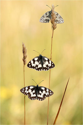 Schachbrettfalter (Melanargia galathea), Männchen, Deutschland, Baden-Württemberg