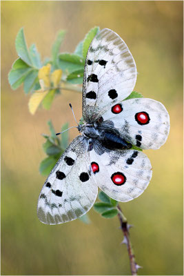 Roter Apollo (Parnassius apollo apollo), Schweden, Södermanlands län