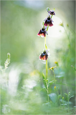 Chesterman´s Ragwurz (Ophrys chestermanii)