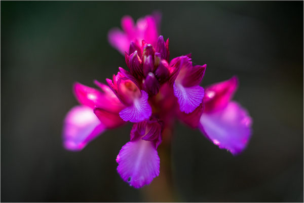 Großblütige Schmetterlings-Hundswurz (Anacamptis papilionacea expansa), Dep. Aveyron, Frankreich