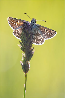 Zweibrütiger Würfel-Dickkopffalter (Pyrgus armoricanus), Männchen, Frankreich, Drôme