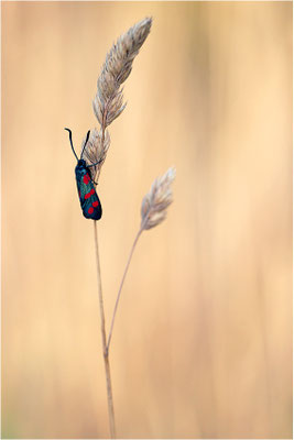 Sechsfleck-Widderchen (Zygaena filipendulae), Deutschland, Baden-Württemberg